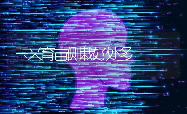 玉米育苗侧栽好处多 | 粮油作物种植