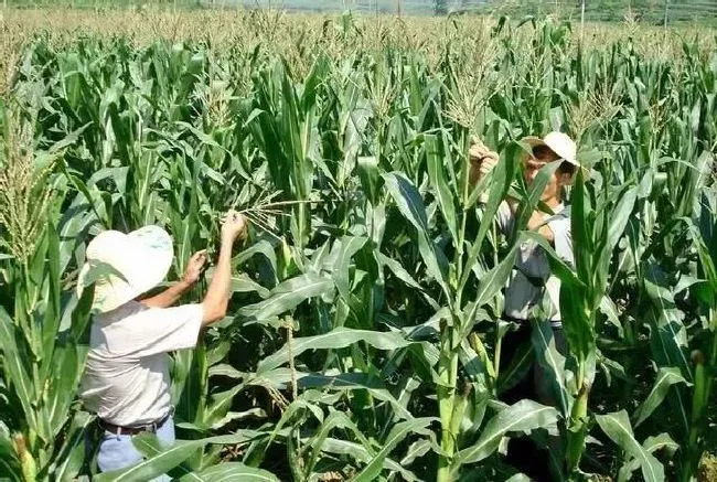 种植管理|玉米打头能高产吗，玉米在什么时候取头打尖去雄最好）