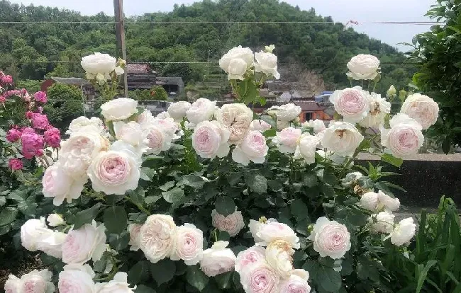 植物百科|克里斯蒂娜公爵夫人月季优缺点介绍（一年四季开花花期长）