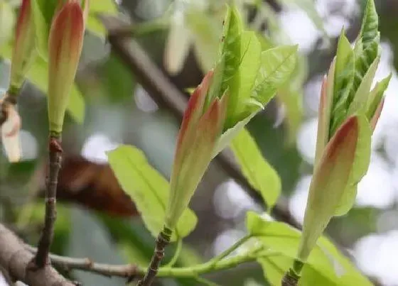 开花时间|黄果树什么时候开花