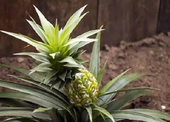 植物百科|菠萝开花吗 开什么样的花