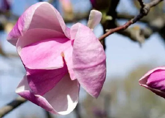 种植管理|玉兰生长速度快不快 一年长多少