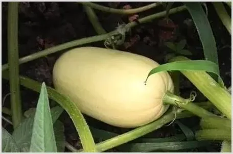 金丝绞瓜种植管理方法推荐 | 养殖技术
