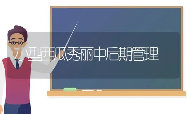 小型西瓜秀丽中后期管理 | 瓜果种植