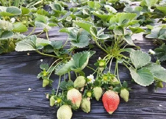 植物繁殖|草莓一年四季都能种吗 什么季节种最合适