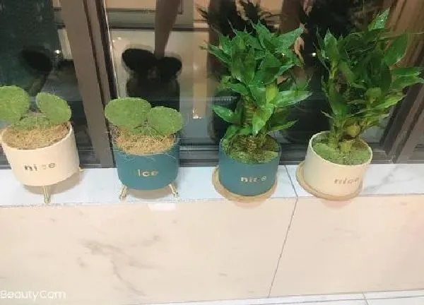 养殖方法|水培荷花竹的养殖方法和注意事项