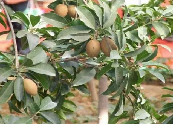 果实成熟|人心果什么时候成熟上市