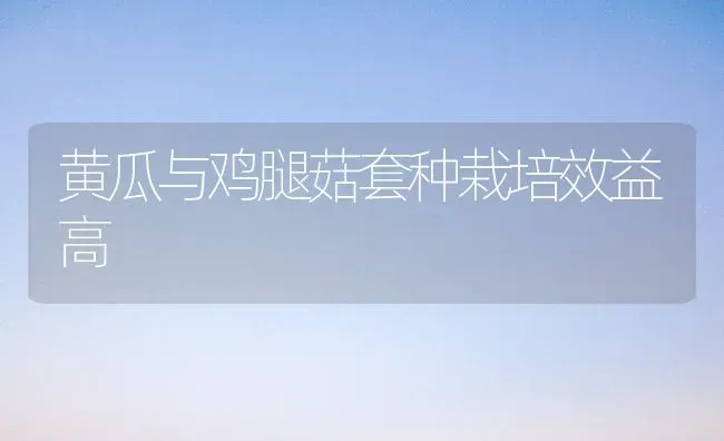 黄瓜与鸡腿菇套种栽培效益高 | 食用菌种植