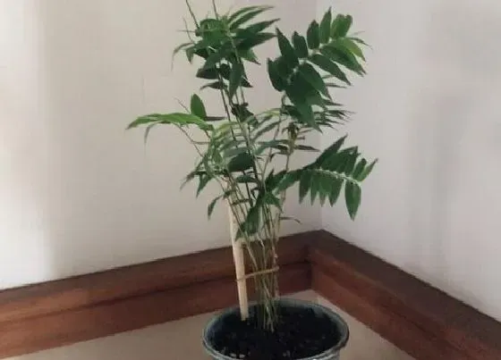 植物百科|玉竹生长在什么地方