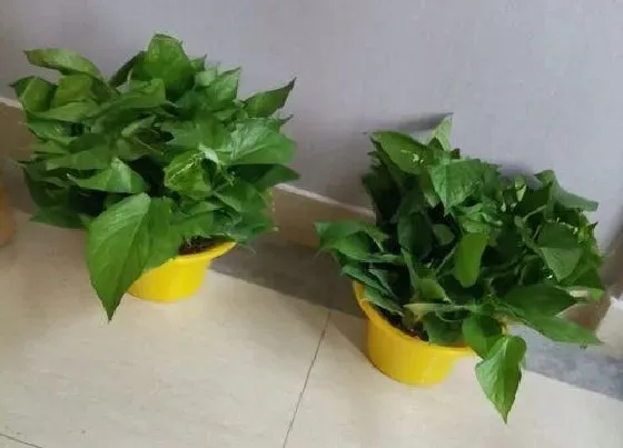 植物百科|阴生花卉有哪些品种