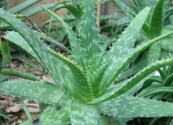 植物换土|芦荟怎么换土换盆