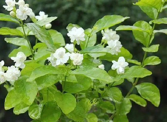 庭院摆放|庭院种茉莉花好吗 适合栽在庭院什么位置