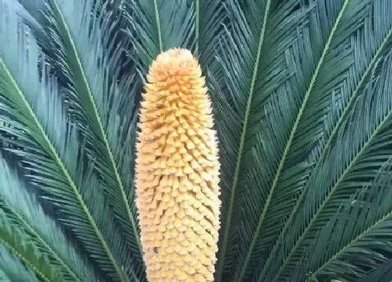 颜色花|铁树开花是什么颜色 开花时是什么样子图片