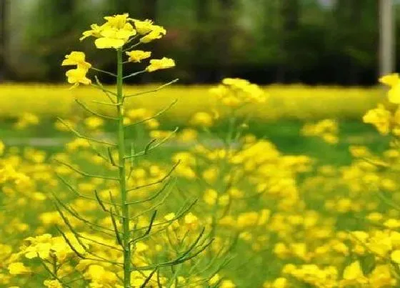 植物百科|油菜花是完全花吗