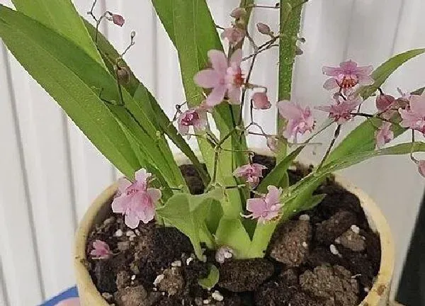 植物浇水|兰花要经常浇水吗