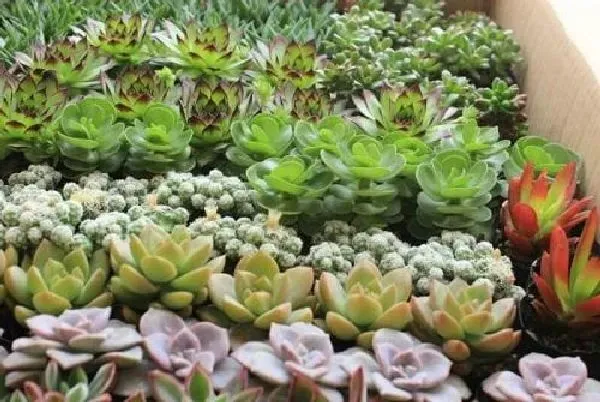 植物移栽|多肉怎么分株图解 分株时间及繁殖方法