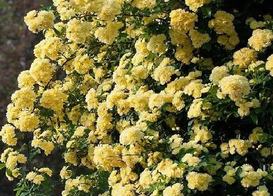 开花时间|黄木香花一年开几次花 花期什么时候