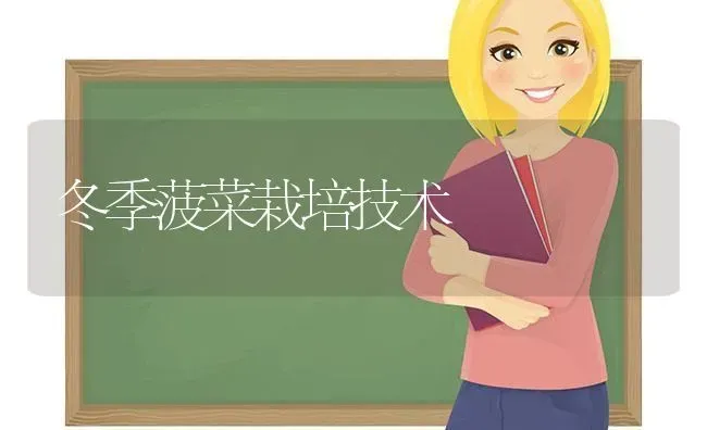 冬季菠菜栽培技术 | 蔬菜种植