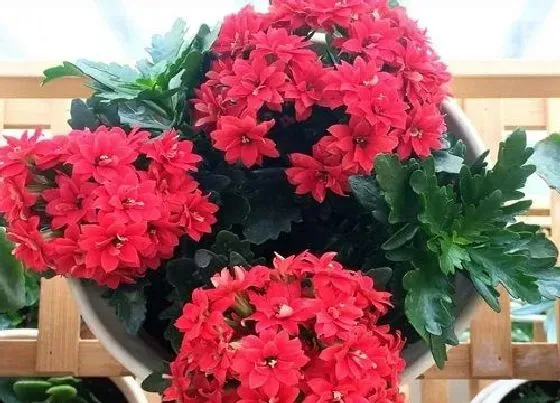 摆放常识|长寿花孕妇可以养吗（家里孕妇的屋里适合放长寿花吗）