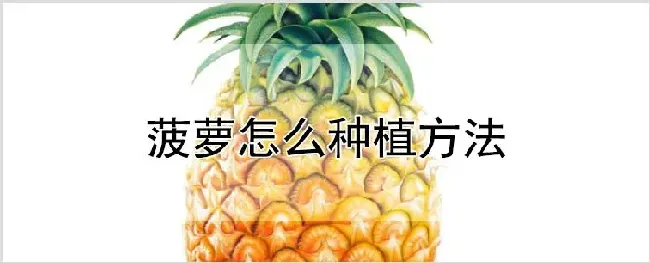 菠萝怎么种植方法 | 自然知识