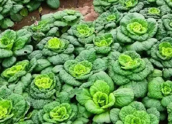 植物种类|白菜是裸子植物吗