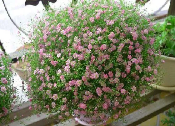 植物寓意|象征无私奉献的植物有哪些