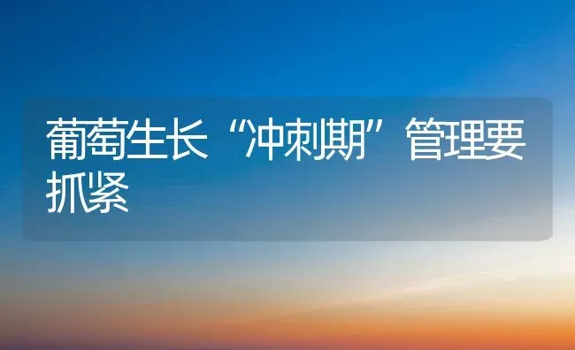 葡萄生长“冲刺期”管理要抓紧 | 瓜果种植