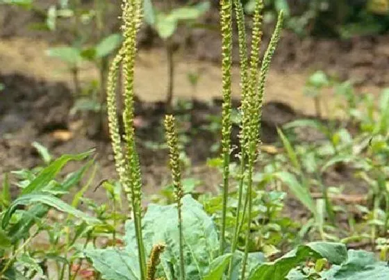 植物百科|车前草又叫什么名字