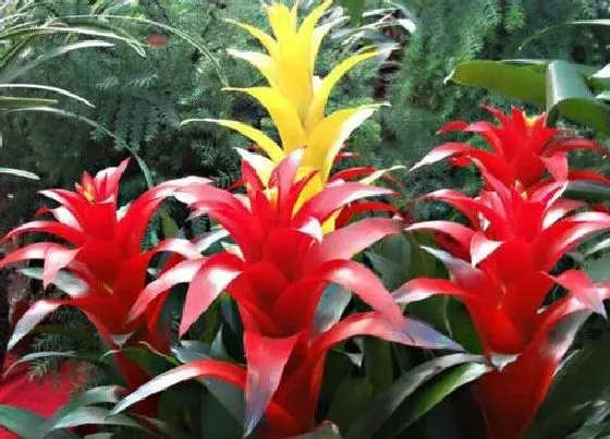 植物百科|菠萝开花吗 开什么样的花