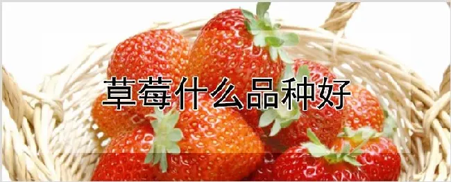 草莓什么品种好 | 种植资料