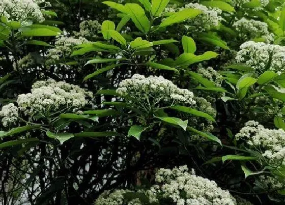 开花时间|石楠什么时候开花 开花期多长时间