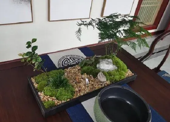 送花|教师节送什么花寓意好 学生给老师送花应该送什么鲜花