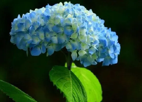 开花时间|紫阳花什么时候开花 开花时间几月
