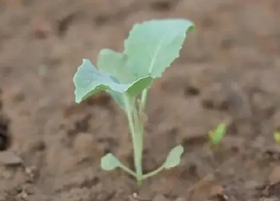 植物播种|芥兰什么时候播种最合适 播种时间