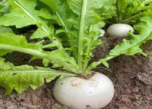 植物浇水|萝卜要经常浇水吗