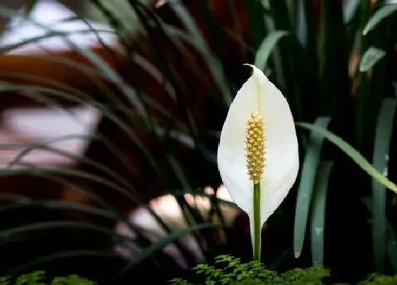 花卉百科|六月开的花有哪些 6月份是什么花开的季节