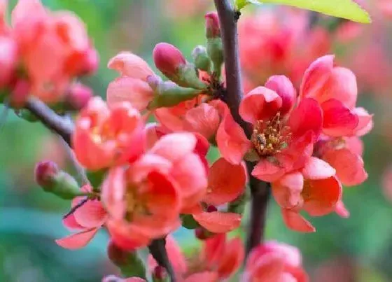 开花时间|海棠花多久开花 花期多久时间