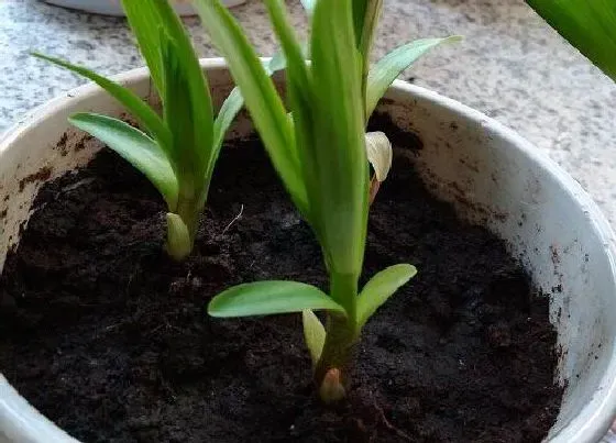 植物百科|百合花冬天开花吗