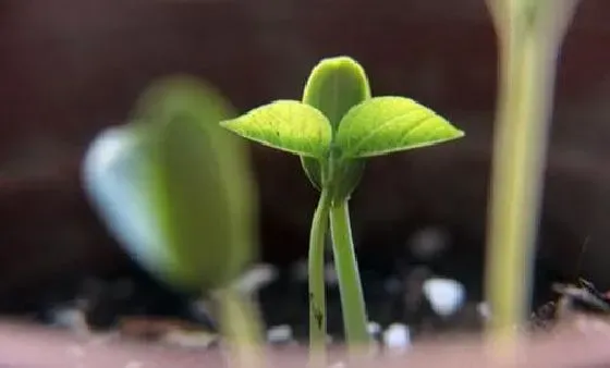 植物育苗|黄豆几天出苗 播种后多长时间出苗