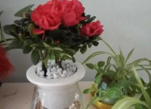 养殖方法|杜鹃花可以水培吗