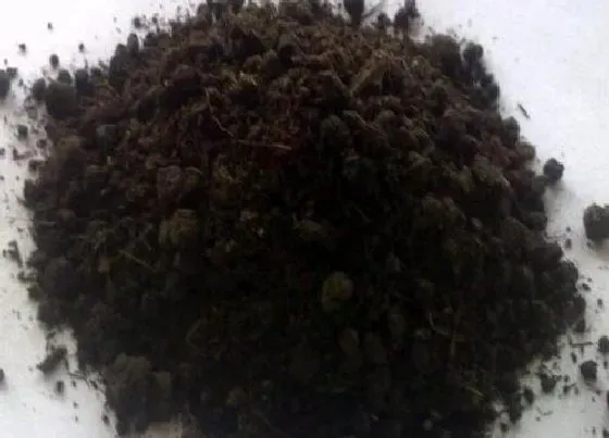 植物施肥|有机肥料有哪些种类 常用的有机肥可以分哪几种