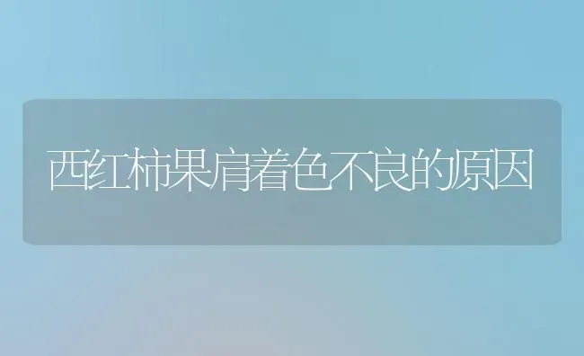 西红柿果肩着色不良的原因 | 瓜果种植