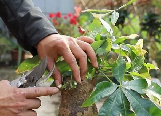 植物修剪|招财树怎么剪枝 造型修剪方法图解