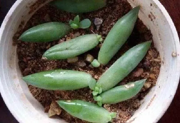 植物移栽|多肉怎么分株图解 分株时间及繁殖方法