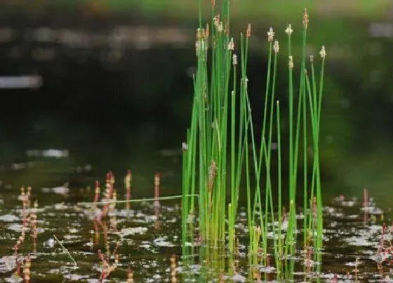 植物产地|荸荠哪里产的最好吃