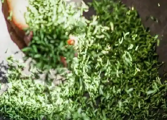 果实成熟|碧螺春采摘时间和收获季节