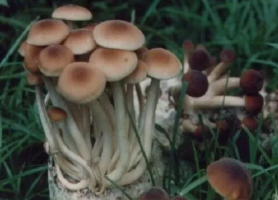 植物百科|茶树菇生长在什么地方