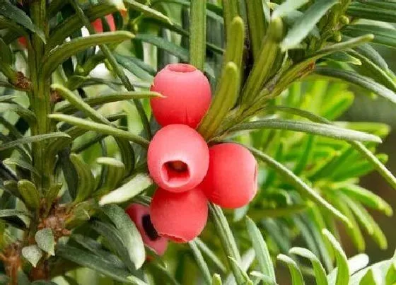 不开花|红豆杉不开花什么原因