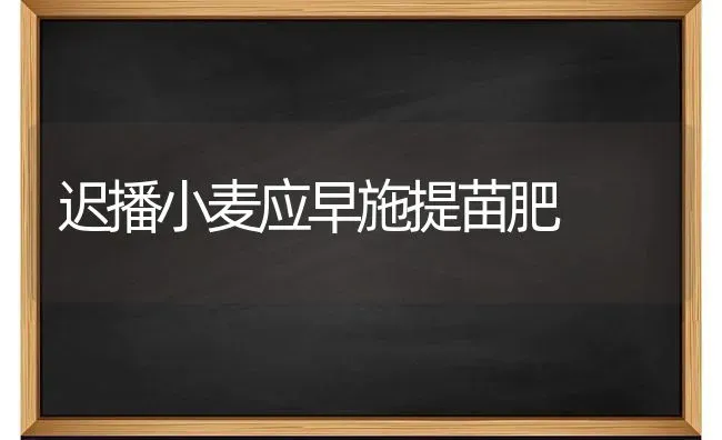 迟播小麦应早施提苗肥 | 粮油作物种植