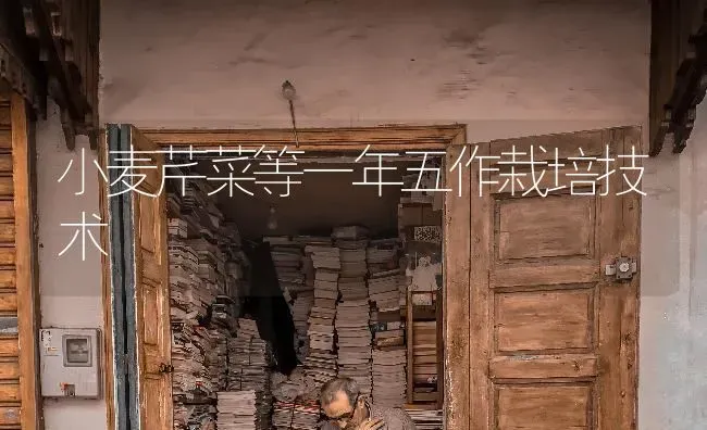 小麦芹菜等一年五作栽培技术 | 粮油作物种植